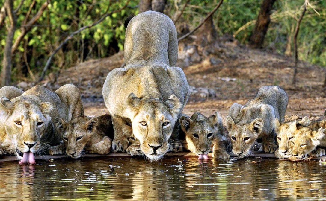 Sasan Gir – Lion Kingdom – Gujarat Tourism